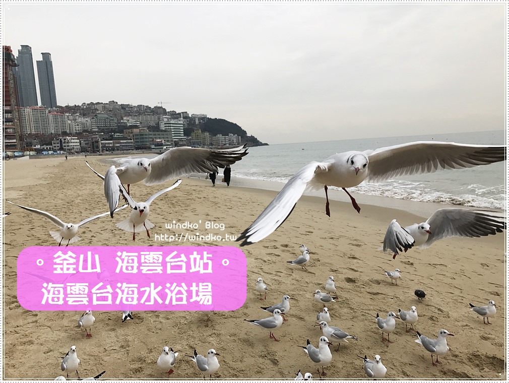 釜山遊記∥ 冬天限定。與海鷗一起在海雲台海水浴場沙灘上玩耍吧！