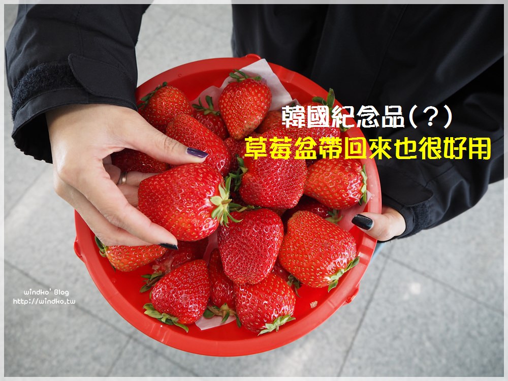 韓國另類紀念品∥ 草莓吃完以後的韓國草莓盆記得帶回來，可以資源再利用唷！