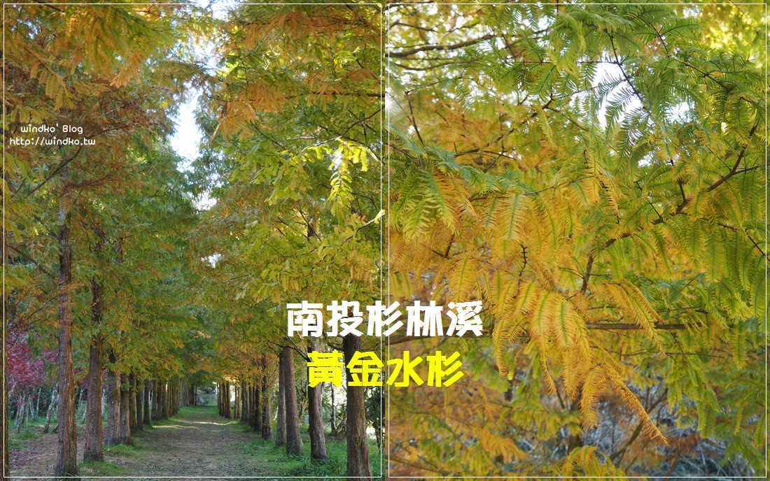 南投竹山∥ 杉林溪黃金水杉變色的繽紛燦爛，黃綠交錯的11月限定美景