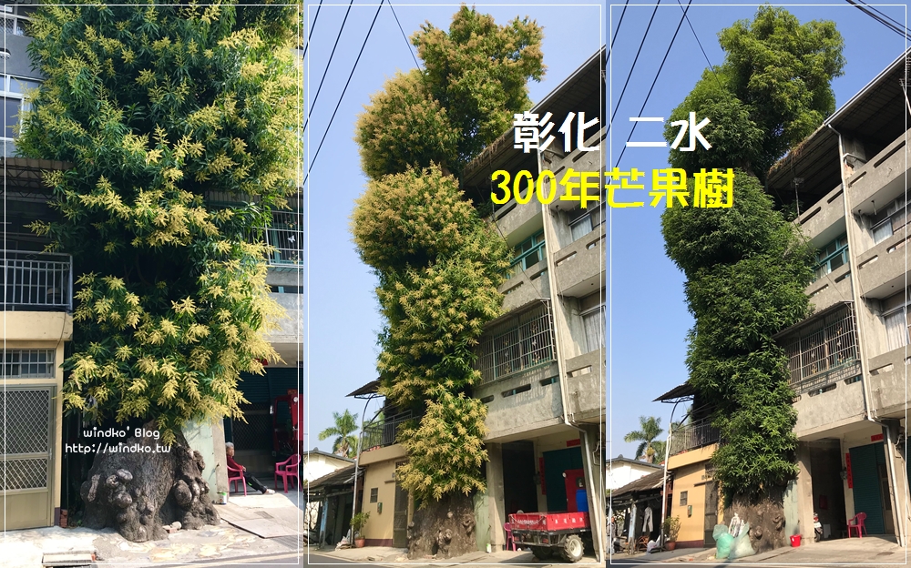 彰化二水∥ 透天厝夾縫中的300年芒果樹超壯觀，高達6樓依然會開花結果！ 源泉村員集路/源泉火車站附近